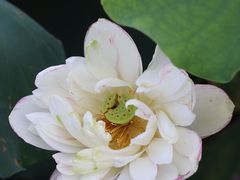 -厦门园林博览苑