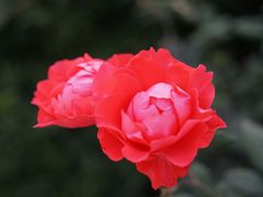 -秦始皇帝陵博物院-丽山园