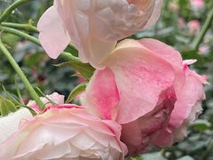 -人民公园(罗湖区)