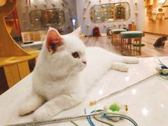 -BABIT巴比特宠物(MOMOPARK店)