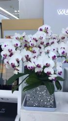 -悟空祛痘·诺奖技术专业店