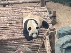 -大连森林动物园