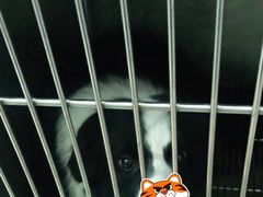-瑞派康怡24h宠物医院·犬猫医疗中心·微创绝育(瑞景分院)