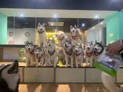 零售区-Husky Go! 哈士奇体验馆·宠物咖啡厅狗咖