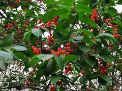 -樱桃山旅游景区