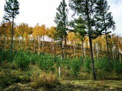 -塞罕坝国家级自然保护区