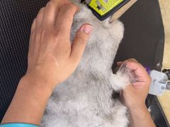 -佳雯宠物医院·皮肤科·内外科(春晓路分院)