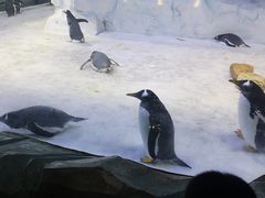 -芜湖新华联大白鲸海洋公园