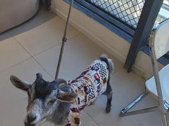 -怪兽屋·羊驼·猫咖·狗咖(俊华广场店)