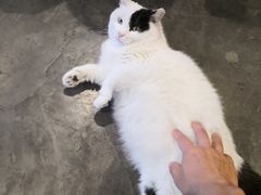 -脉冲品质汽美·贴膜(闵行店)