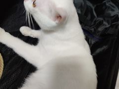 -创凡宠物医院·骨专科  猫科中心(西乡分院)