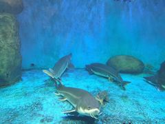 -多彩贵州城极地海洋世界