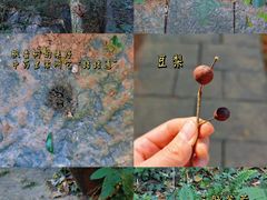 -九曜山