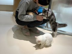 -飞行喵MR PILOT|猫舍·猫咖(静安大融城店)
