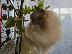 -猫小院猫主题餐厅(南锣旗舰店)