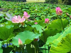 -荷塘月色湿地公园·向阳花洲