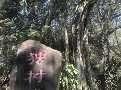 -瑞丽独树成林风景区