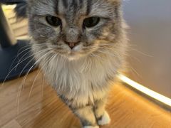-COLOR PETS 撸猫馆·购猫·猫咖(长风大悦城店)