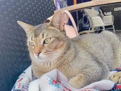 -喵屿·大理花园猫咖