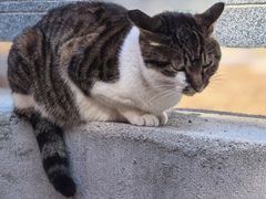 -天目山大树王景区