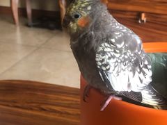 -瑞派名望24h动物医院异宠专科·猫专科·骨科·重症监护分院