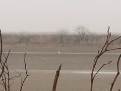-盐城丹顶鹤湿地生态旅游区