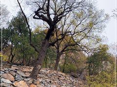 -北京鹫峰国家森林公园