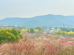 -香雪海