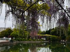 -嘉定紫藤园