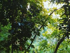 -火炉山森林公园