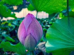 -陈家山荷花公园