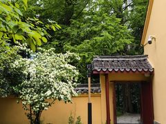 -天目山大树王景区