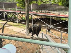 -西霞口神雕山野生动物世界