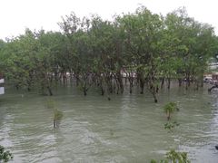 -宝安西湾红树林湿地公园