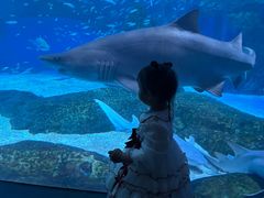 -海合安成都极地海洋公园