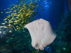 -芜湖新华联大白鲸海洋公园