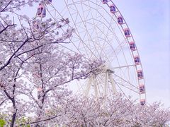-顾村公园