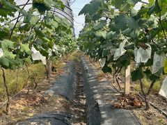 -马陆小张葡萄园农家乐