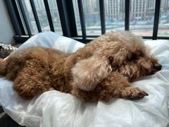 -爱诺耐芙动物医院(万博店)