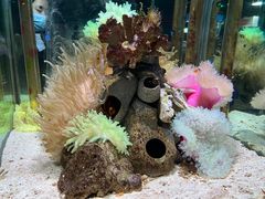 -太平洋海底世界