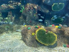 -沙沙哗啦海洋馆(华宇百花谷店)