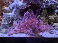 -暹罗海洋世界