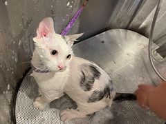 -PETKIT 小佩宠物·低压洗护·美容·寄养(安远店)