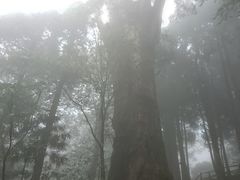 -阿里山神木遗迹