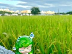 -艾米稻香小镇