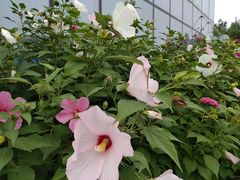 -绿岛公园(滨海新区)