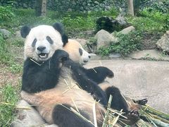 -都江堰中华大熊猫苑
