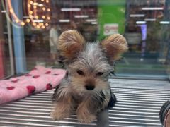 -FAELING PETS美天灵宠物(合生汇店)