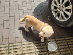 -顺强宠物诊所·狂犬免疫·夜诊·骨科(嘉定店)