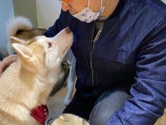 -Husky Go! 哈士奇体验馆·宠物咖啡厅狗咖